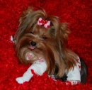 yorkie yorkshire dog puppy