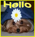 Hi Hello Yorkie Yorkshire