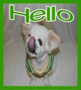 Hi Hello Dog Puppy