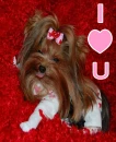 Hi Hello Yorkie Yorkshire Dog Puppy