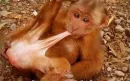 monkey