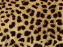 animaltexture