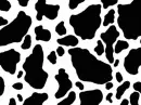 vaca