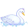 swan