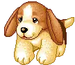 cute pupp
