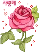pink rose