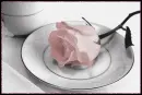 pink rose