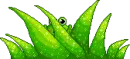 frogy