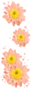 flowes