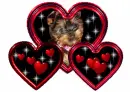 I <3 MY YORKIE