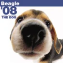 Beagle puppy