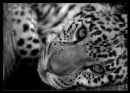 ghepard