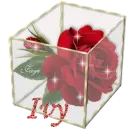 Ivy - Rose Glassbox
