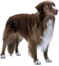 Nova scotia duck tolling retriever