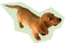 Dachshund