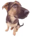The dog