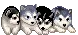 cute pupps