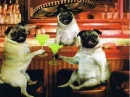 drinking dogs