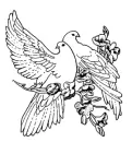 doves