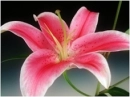 Stargazer lily