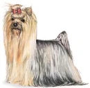 yorkie
