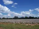 Louisiana Cotton Fields