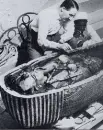 King Tut