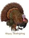  tom turkey