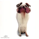funny dog