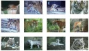 tigers