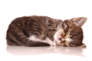 Sleeping Kitten