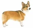 Corgi