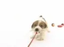 Jack Russell