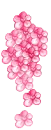 pink flowers