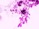 Pink leafs