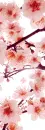 cherry bloosom