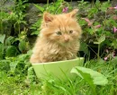 Cute Kitten