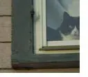 Fat cat is watching you!