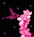 pretty bird