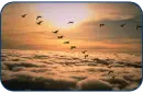 Geese