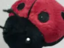 ladybird