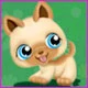 cute puppy
