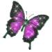 Colourful butterfly