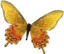 Yellow butterfly
