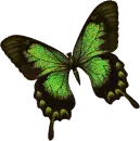 Black and green luna