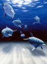 dolphins