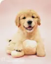 Dog :))