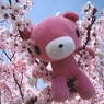 gloomy bear