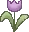 Purple Tulip