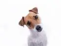 dog staring